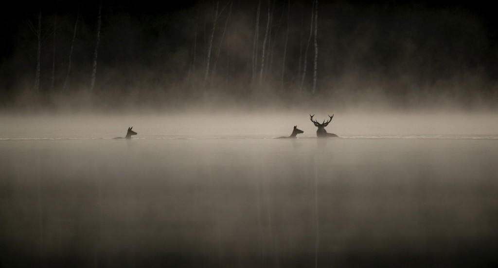 actualité LE CHANT DES FORÊTS